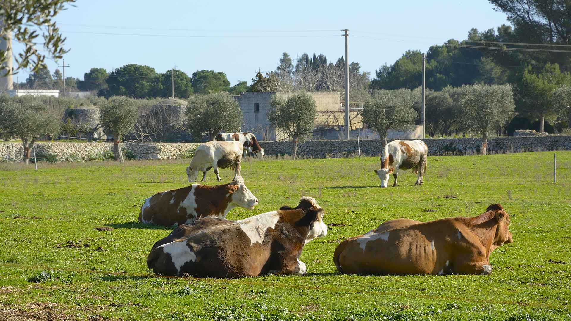 Masseria Didattica Capasa Martano