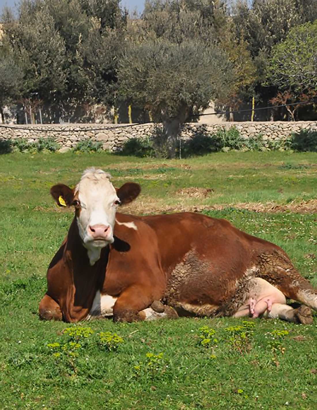 Masseria Didattica Salento