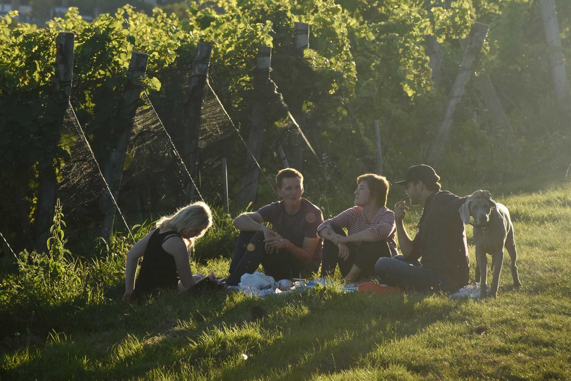 Aperitivo in vigna nel Salento