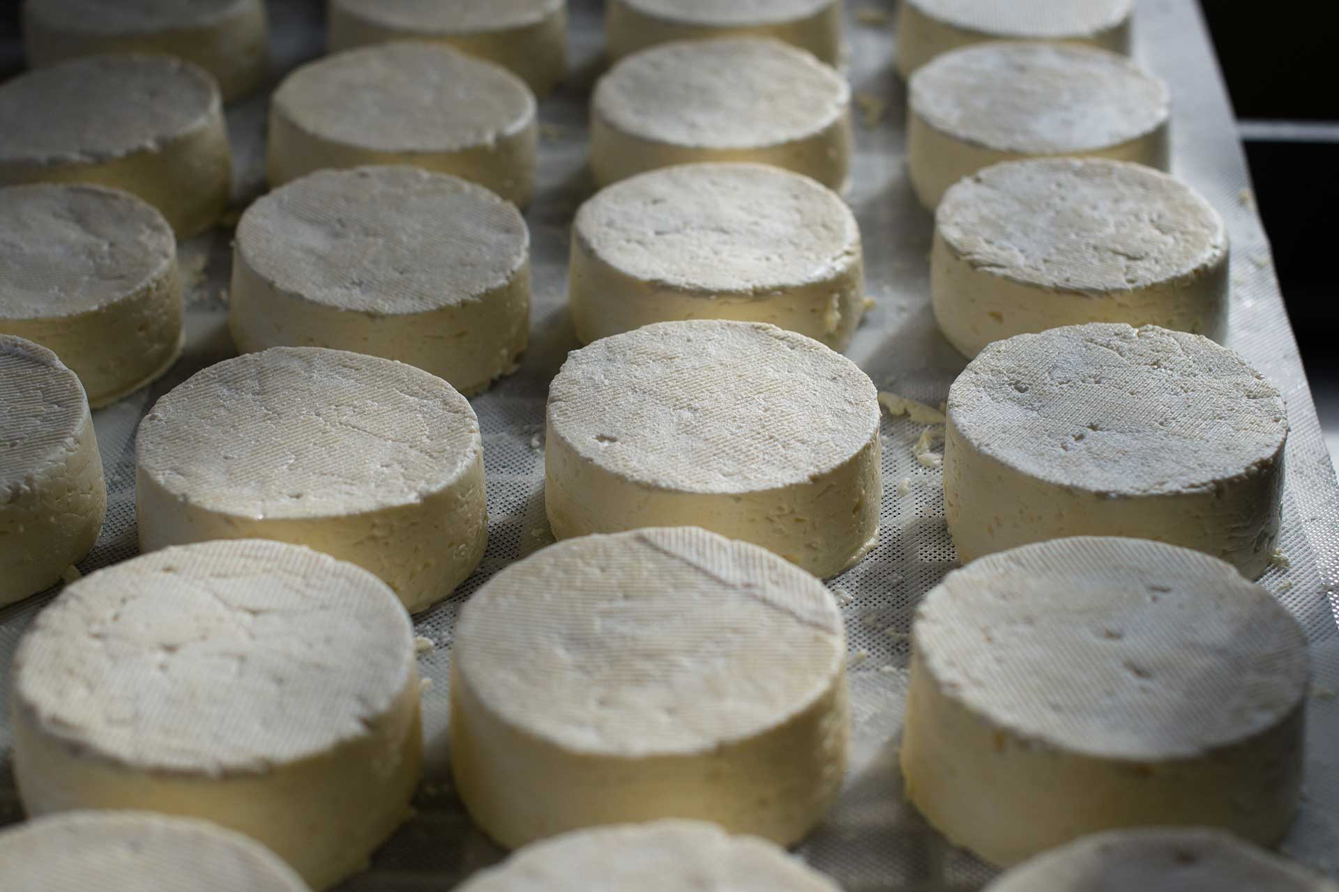 Laboratorio del formaggio Salento