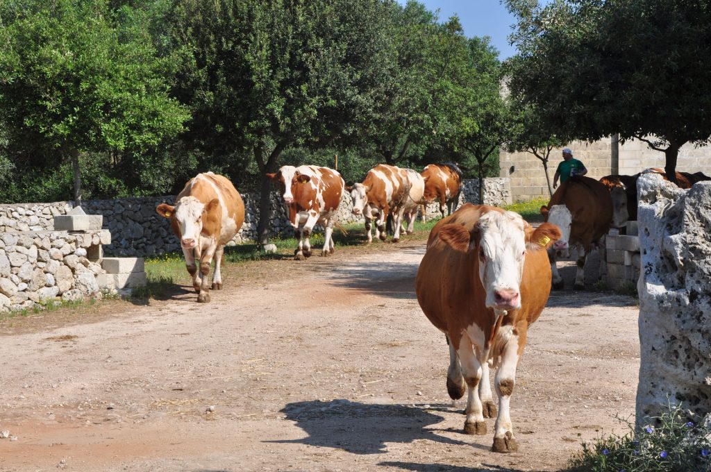 Visita Masseria didattica Salento